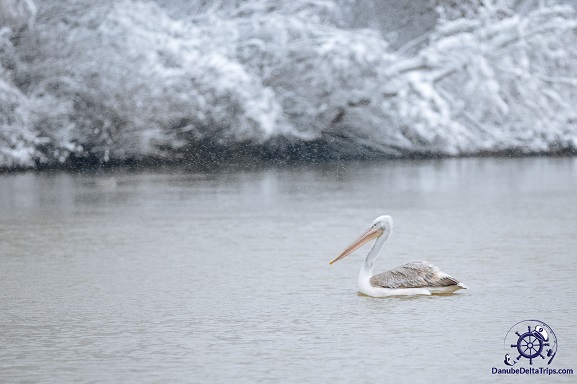 Danube Delta Boat Trips