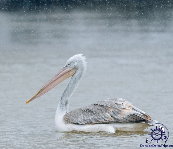 Excursii cu barca in Delta Dunarii