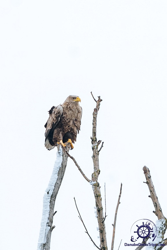 Excursii cu barca in Delta Dunarii