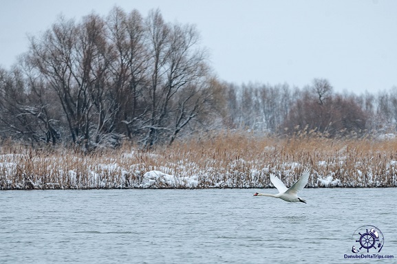 Excursii cu barca in Delta Dunarii