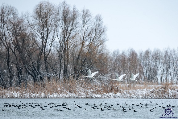 Excursii cu barca in Delta Dunarii