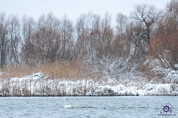 Danube Delta Boat Trips