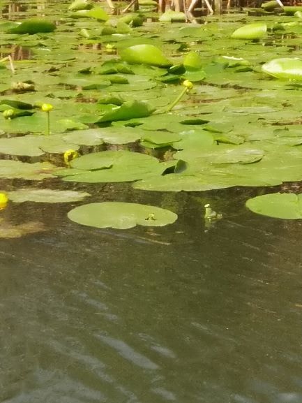 Danube Delta Boat Trips