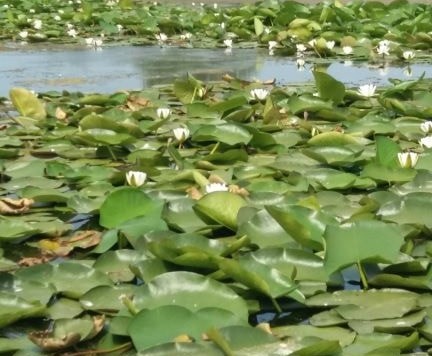 Danube Delta Boat Trips