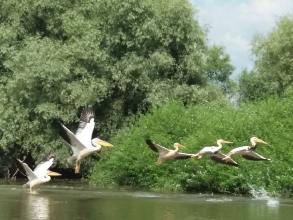 Excursii cu barca in Delta Dunarii