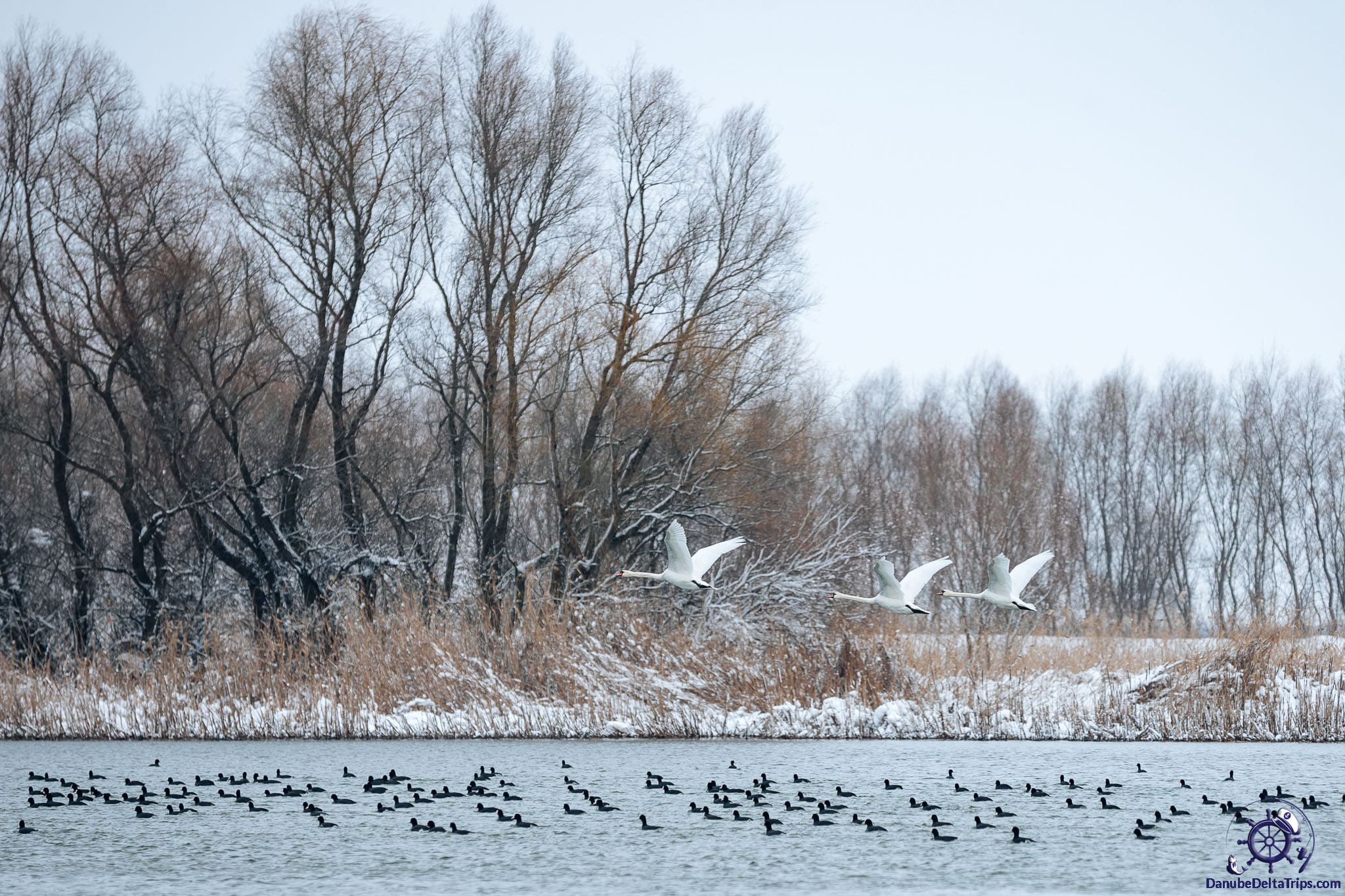 Danube Delta Boat Trips